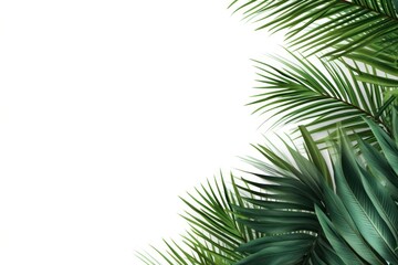 Obraz premium Palm leaves backgrounds outdoors nature.