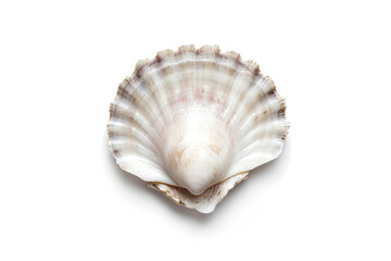 a shell on a white background cutout image and isolated on transparent background 