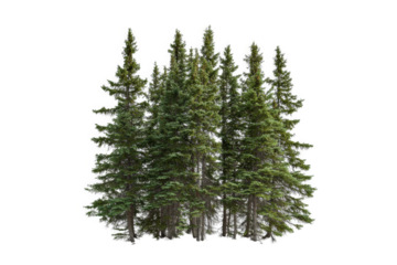 3d model of fir trees fir by 3d _ model cutout image and isolated on transparent background 