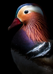 Dramatic low-key Portrait of a Mandarin Duck