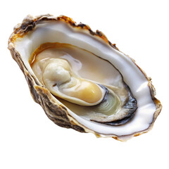 fresh oysters on a white background