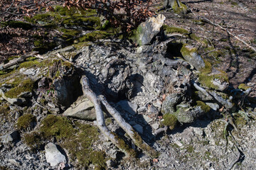 A close up of a rock and tree branches
