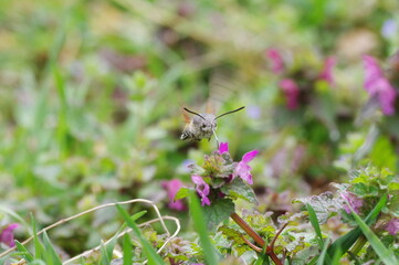 Butterfly feeding on flower nectar.  Macroglossum stellatarum