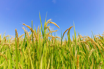 Rice fields in Northeast China about to be harvested