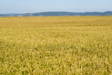Rice fields in Northeast China about to be harvested