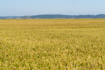 Rice fields in Northeast China about to be harvested