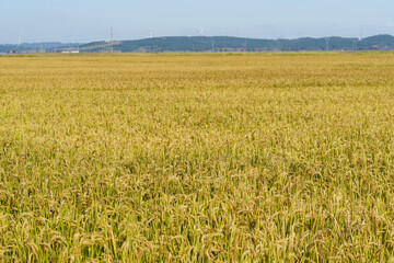 Rice fields in Northeast China about to be harvested