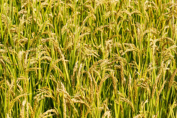 Rice fields in Northeast China about to be harvested
