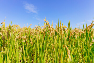 Fototapeta premium Rice fields in Northeast China about to be harvested