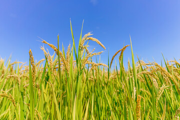 Rice fields in Northeast China about to be harvested