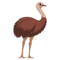 Emu ostrich walking, Large flightless bird with long legs, side view. Exotic tropical wildlife, feathered mammal, vector illustration isolated on white background.