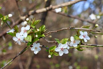 blooming cherry tree
