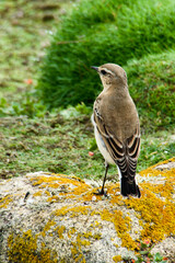 petit oiseau en Bretagne 