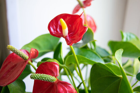 house plant anthurium with red flowers and green leaves