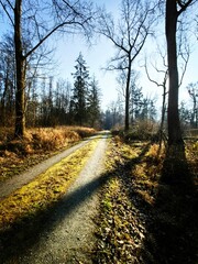 Obraz premium road in autumn
