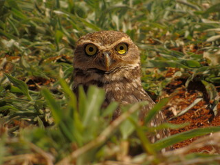 burrowing owl in its nest