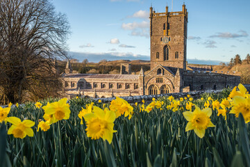 St David's Cathedral in Pembrokeshire with daffodils