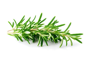 rosemary herb herb plant isolated on white background cutout image and isolated on transparent background 