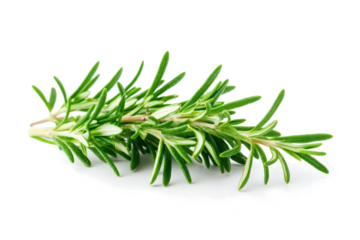 rosemary herb herb plant isolated on white background cutout image and isolated on transparent background 