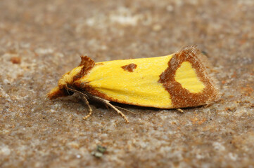 Closeup on a small colorful sulphur knapweed moth , Agapeta zoegana
