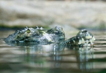 Indian gharial