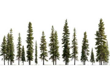 a row of trees in the snow cutout image and isolated on transparent background 
