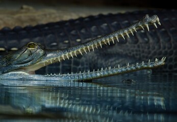 Indian gharial