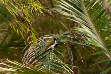 Blauohr-Honigfresser in Australien, Byron Bay. Blauohr-Honigfresser im Wald – Farbenpracht in Australiens Natur.