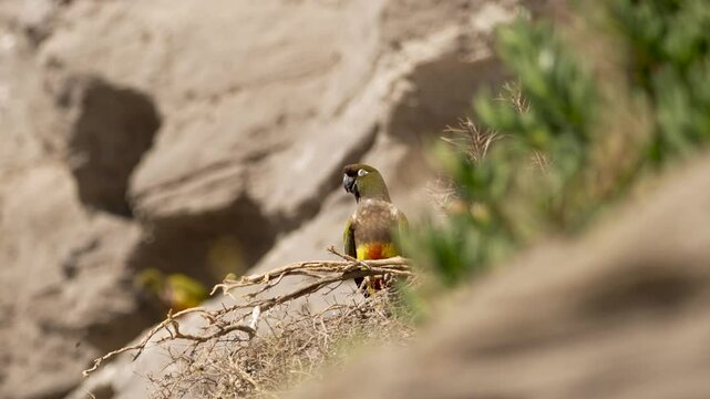 Funny Burrowing parrot posing over a tree branch. Sandstone cliffs as background