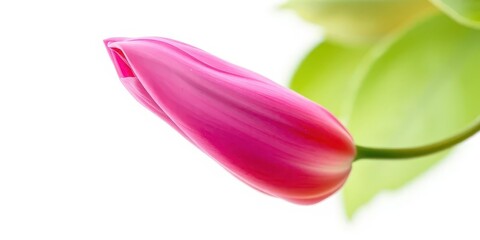 Naklejka premium A single vibrant bloom, petals unfurled, isolated against a pure white backdrop, studio shot, orange