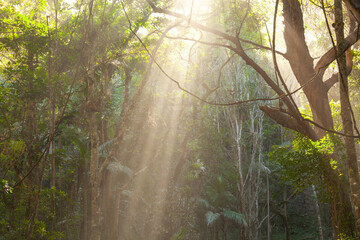 Von Sonne angestrahlter Wald im Broken Head Nature Reserve bei Byron Bay in Australien. 