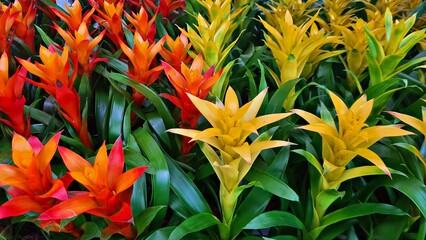 Beautiful multi-colored and varied flowers in flowerbeds of the city park