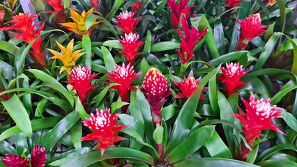 Beautiful multi-colored and varied flowers in flowerbeds of the city park