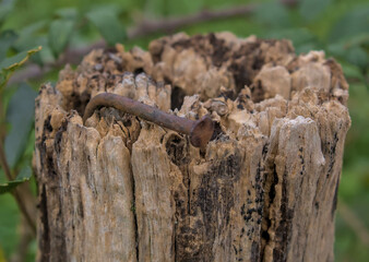 rusty nail driven in