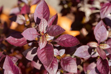 Alternanthera Purple Prince is an ornamental plant with red leaves, this plant is usually planted...