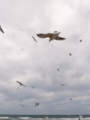 Seagulls Flying Against a Cloudy Sky at Coastal Location During Late Afternoon