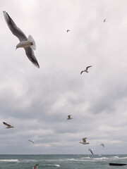 Seagulls Flying Against a Cloudy Sky at Coastal Location During Late Afternoon