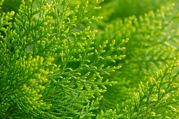 Japanese cypress Hinoki tree ( Chamaecyparis obtusa ) close-up. Cupressaceae conifer.