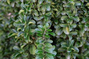 Fresh green buxus (Buxus sempervirens) leaves. Close-up of evergreen bush boxwood in the nature. Concept: Greenery, natural pattern, nature texture.