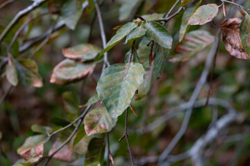 autumn leaves of Fagus sylvatica Pendula close-up. Beech forest, form purple drooping, branches with leaves