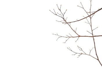 Fototapeta premium Delicate, bare branches isolated against a pure white backdrop, high resolution, flora