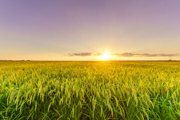 Rice fields in Northeast China about to be harvested