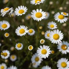 A field of beautiful daisies blooming under the sunlight.