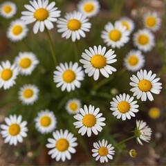 Fototapeta premium A field of beautiful daisies blooming under the sunlight.