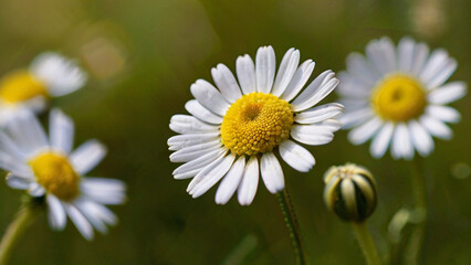 Obraz premium A field of beautiful daisies blooming under the sunlight.