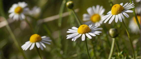 Fototapeta premium A field of beautiful daisies blooming under the sunlight.