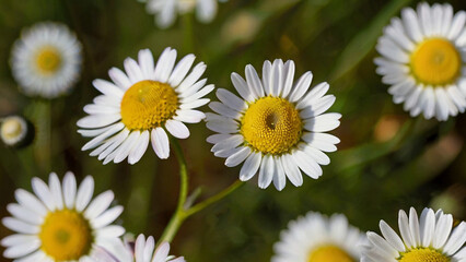 Obraz premium A field of beautiful daisies blooming under the sunlight.