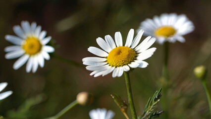 Obraz premium A field of beautiful daisies blooming under the sunlight.