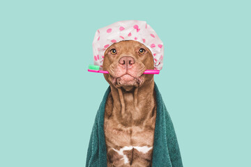 Cute dog, shower cap, toothbrush and towel. Grooming dog. Close-up, indoors. Studio shot. Concept...