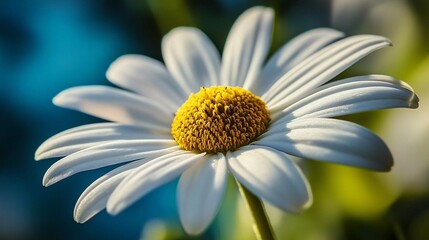Detailed daisy with a focus on its intricate petal arrangement and sunny yellow center, evoking warm summer vibes, artistic comic book style